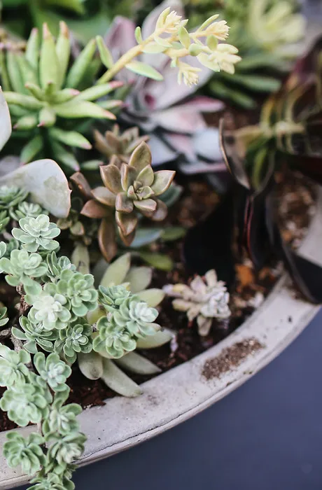 Trauma-Related Dissociation